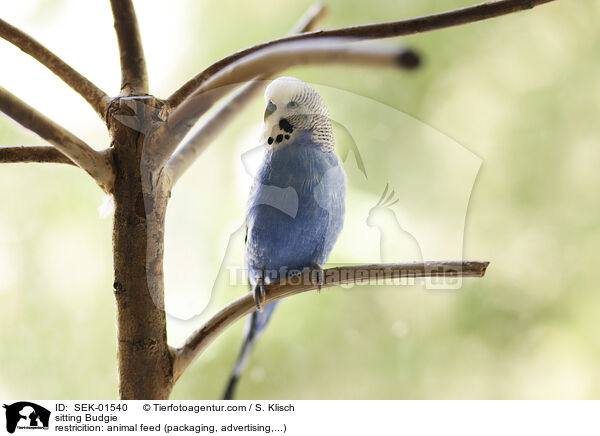 sitzender Wellensittich / sitting Budgie / SEK-01540