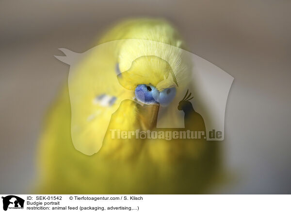 Wellensittich Portrait / Budgie portrait / SEK-01542