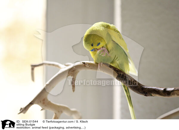 sitzender Wellensittich / sitting Budgie / SEK-01544