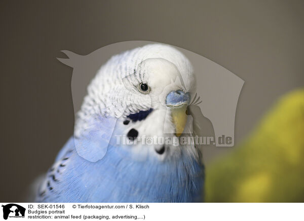 Budgies portrait / SEK-01546