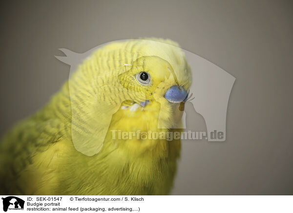 Budgie portrait / SEK-01547