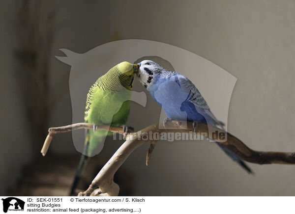 sitzende Wellensittiche / sitting Budgies / SEK-01551