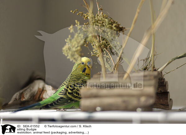 sitting Budgie / SEK-01552