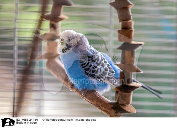 Wellensittich im Kfig / Budgie in cage / MBS-24136