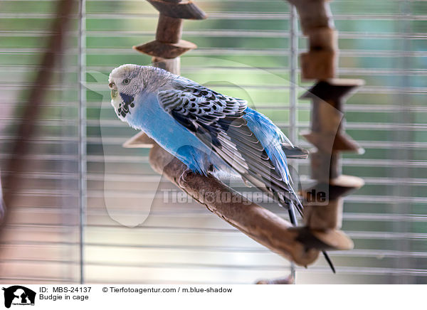 Budgie in cage / MBS-24137