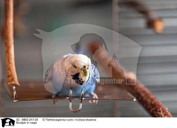 Budgie in cage / MBS-24138