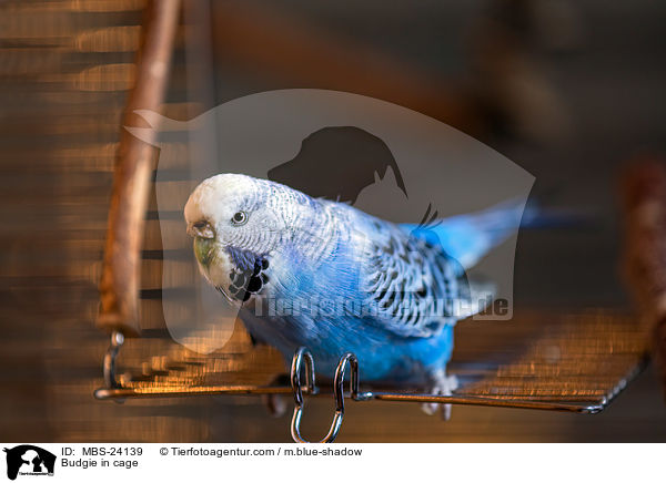 Budgie in cage / MBS-24139