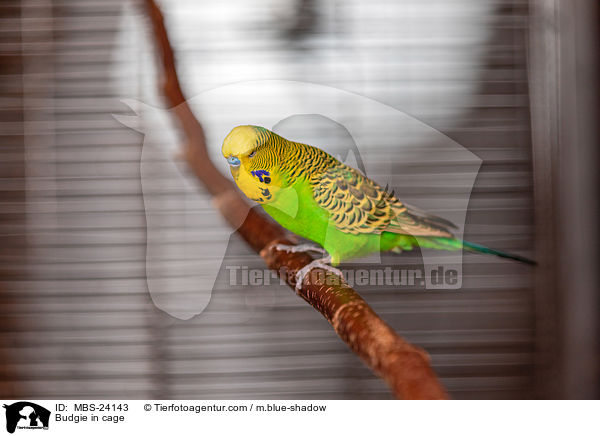 Wellensittich im Kfig / Budgie in cage / MBS-24143