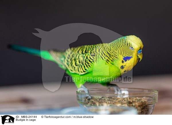 Budgie in cage / MBS-24144