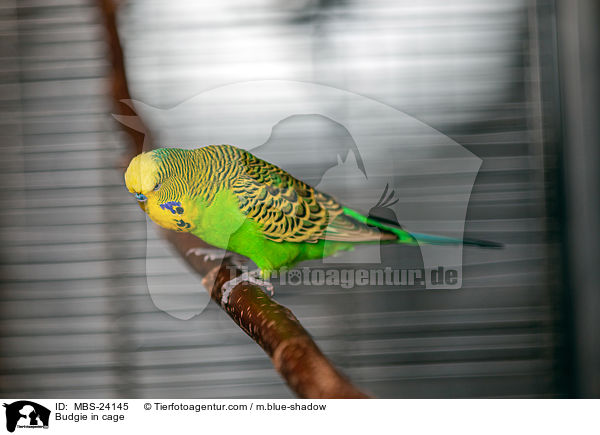 Budgie in cage / MBS-24145