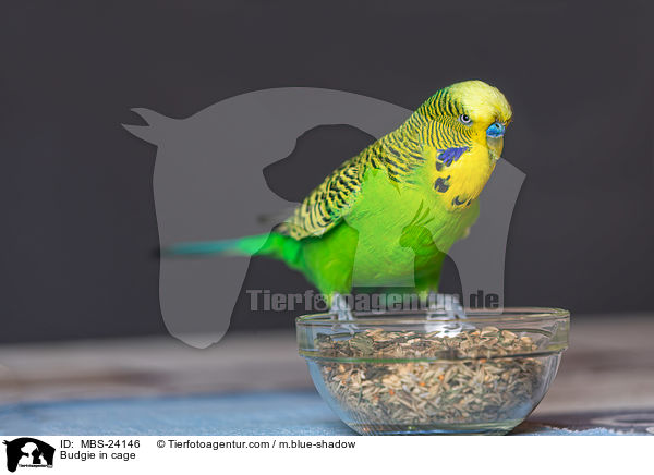 Wellensittich im Kfig / Budgie in cage / MBS-24146