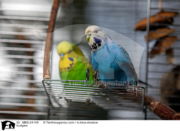 Wellensittiche / budgies / MBS-24149