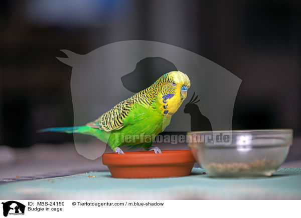 Budgie in cage / MBS-24150