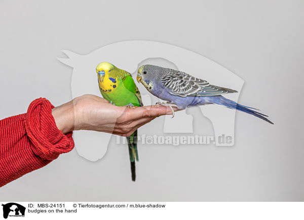 budgies on the hand / MBS-24151