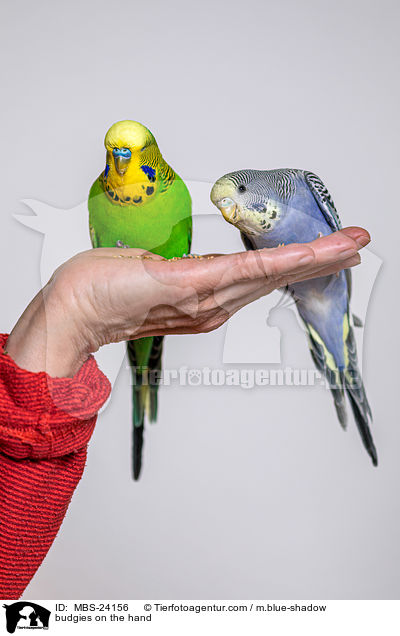 Wellensittiche auf der Hand / budgies on the hand / MBS-24156