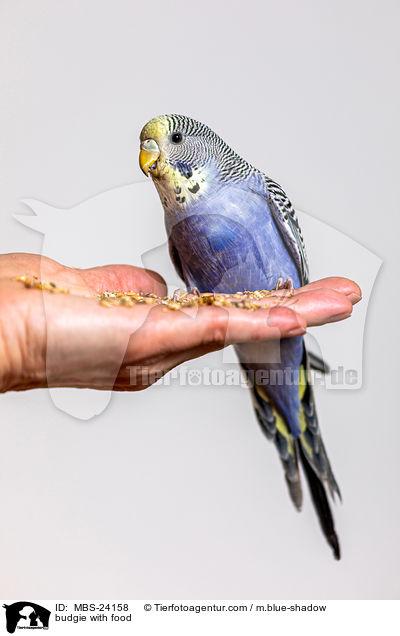 budgie with food / MBS-24158
