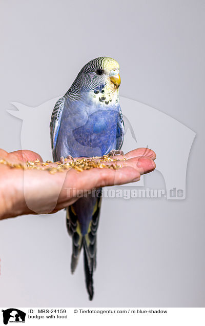 Wellensittich mit Futter / budgie with food / MBS-24159