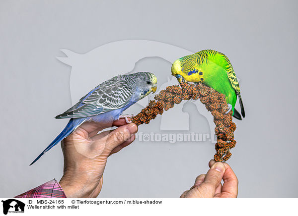 Wellensittich with millet / MBS-24165