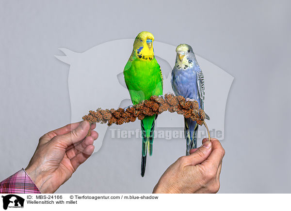 Wellensittiche mit Hirsestange / Wellensittich with millet / MBS-24166