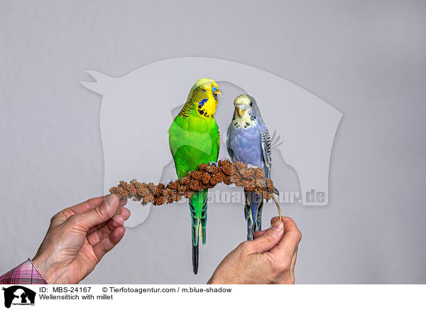 Wellensittich with millet / MBS-24167