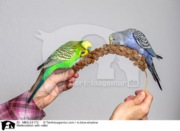 Wellensittiche mit Hirsestange / Wellensittich with millet / MBS-24172