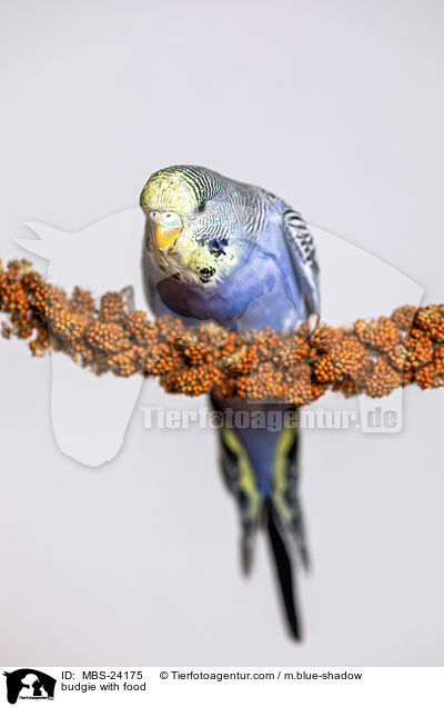 Wellensittich mit Futter / budgie with food / MBS-24175