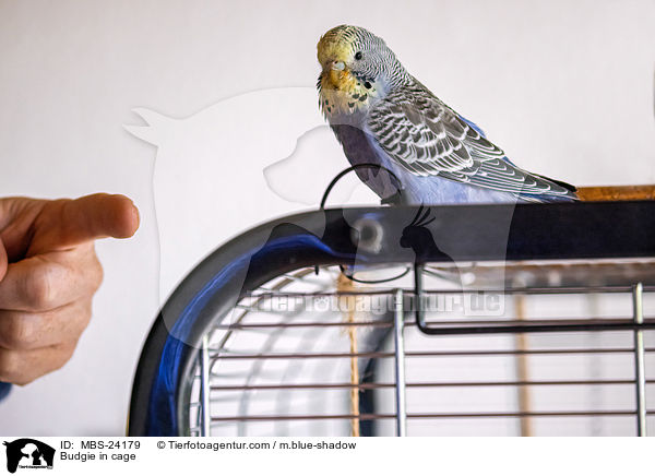 Wellensittich im Kfig / Budgie in cage / MBS-24179