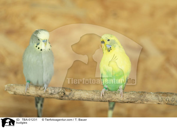 Wellensittiche / budgies / TBA-01231