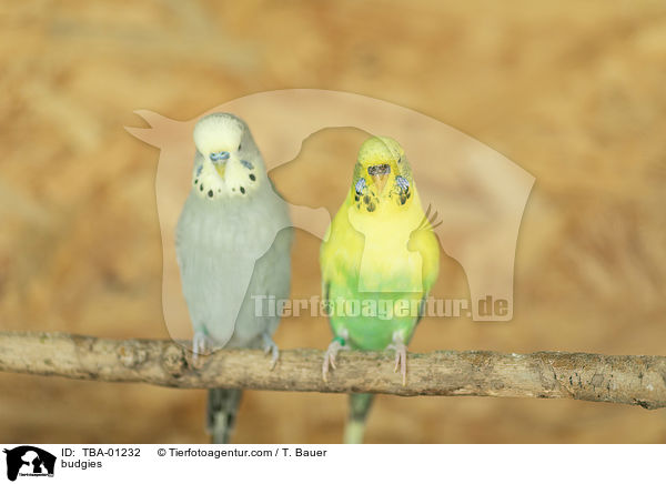 Wellensittiche / budgies / TBA-01232