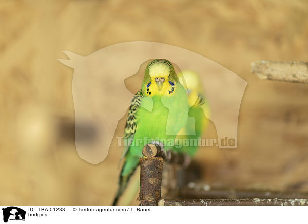 Wellensittiche / budgies / TBA-01233