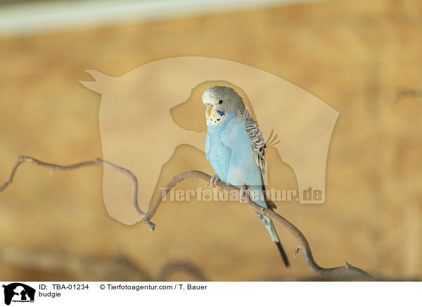 Wellensittich / budgie / TBA-01234