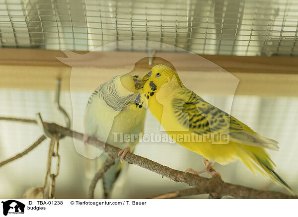 Wellensittiche / budgies / TBA-01238