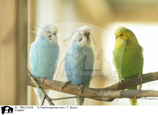 Wellensittiche / budgies / TBA-01248