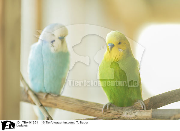 budgies / TBA-01251