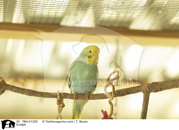 Wellensittich / budgie / TBA-01252