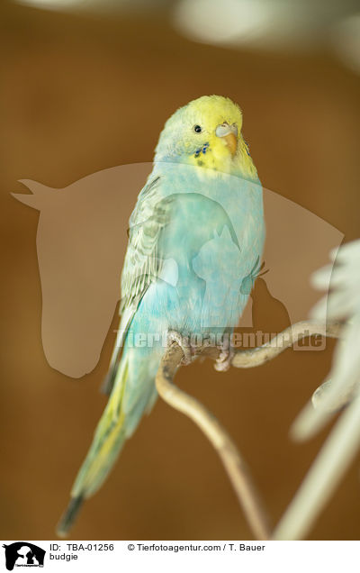 budgie / TBA-01256