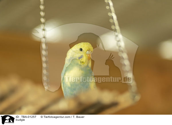 Wellensittich / budgie / TBA-01257