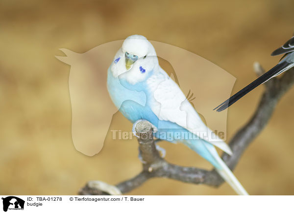 Wellensittich / budgie / TBA-01278