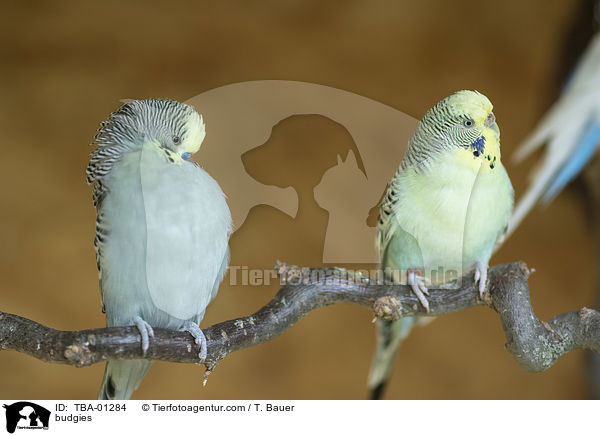 Wellensittiche / budgies / TBA-01284