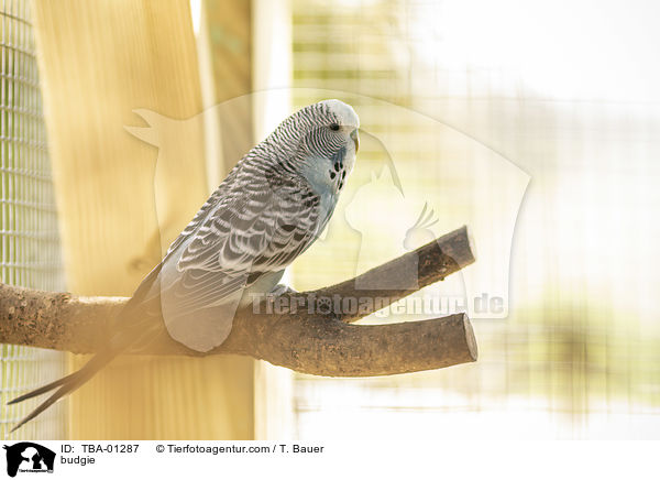 budgie / TBA-01287