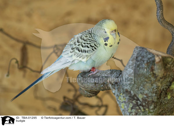 Wellensittich / budgie / TBA-01295