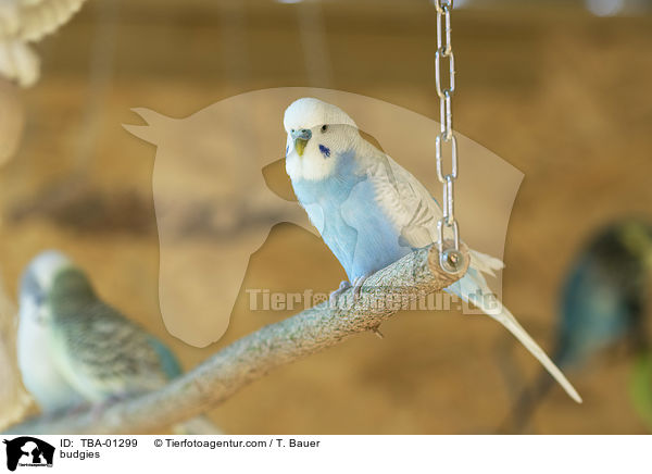 Wellensittiche / budgies / TBA-01299