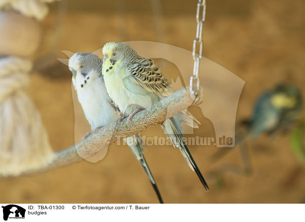 budgies / TBA-01300