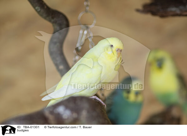 Wellensittiche / budgies / TBA-01301