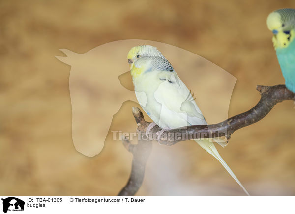 Wellensittiche / budgies / TBA-01305