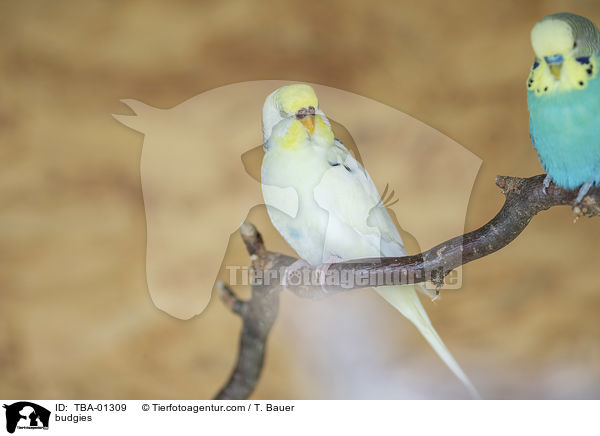 Wellensittiche / budgies / TBA-01309