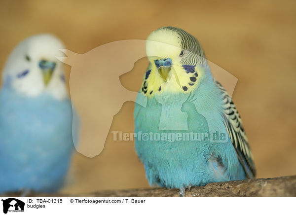 Wellensittiche / budgies / TBA-01315
