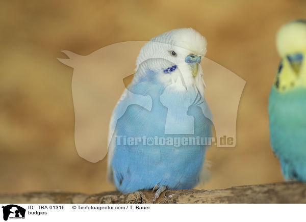 Wellensittiche / budgies / TBA-01316