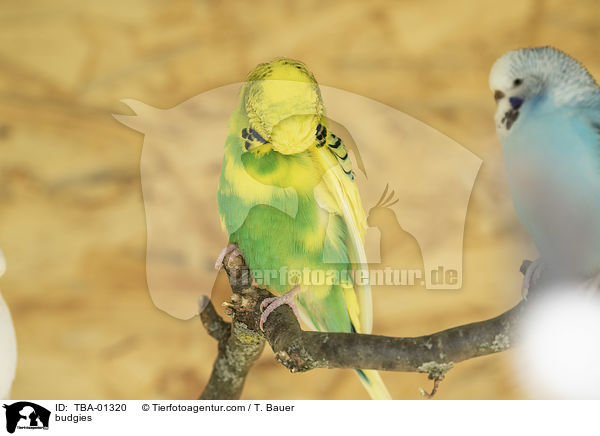 Wellensittiche / budgies / TBA-01320