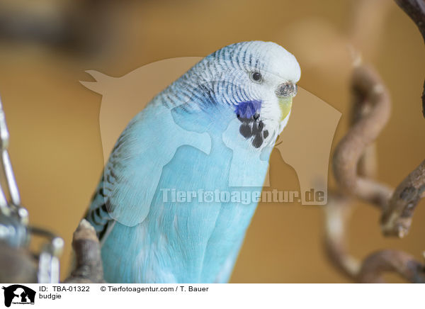 Wellensittich / budgie / TBA-01322